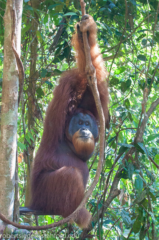 sumatra2012